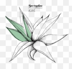 Agave - Jyb Cosmetics Agave Png,Agave Png