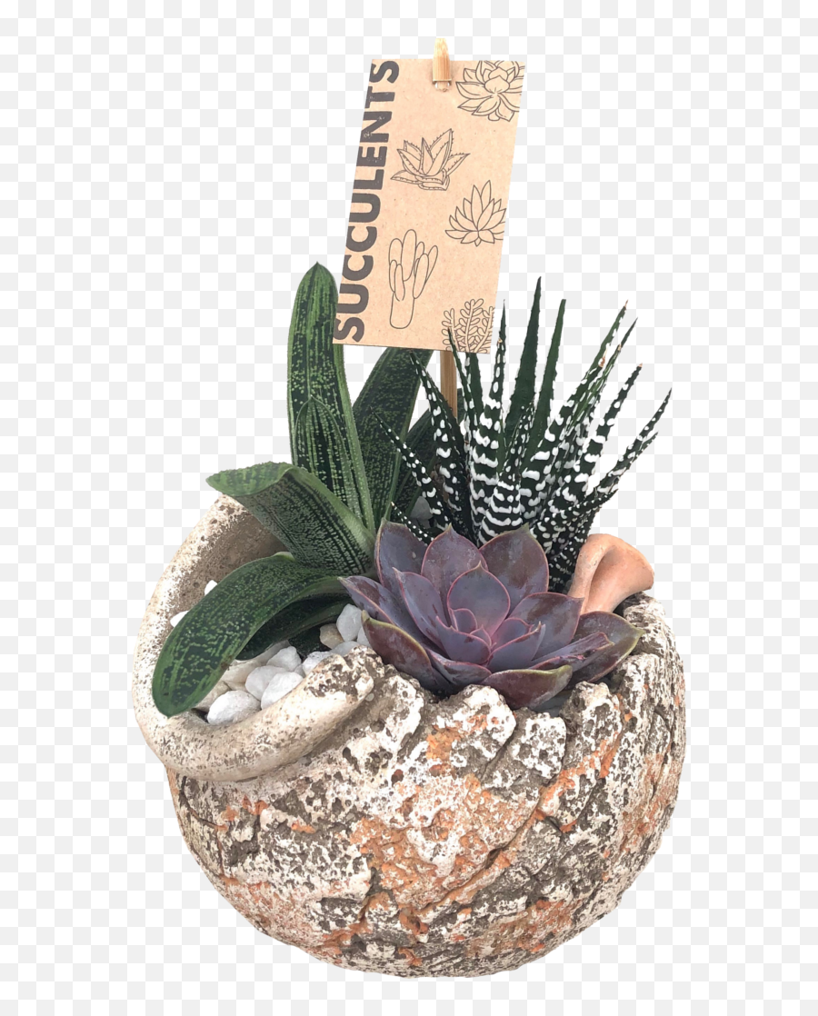 Antique Succulent Garden - Flowerpot Png,Succulents Png