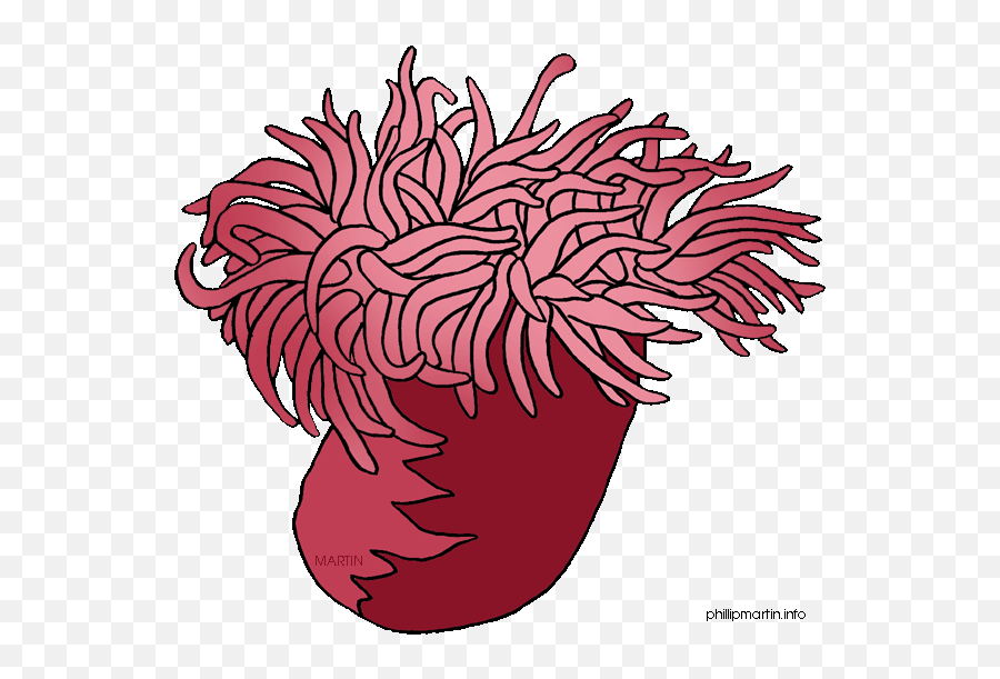 Stock Ocean Png Files - Sea Anemone Clipart,Anemone Png