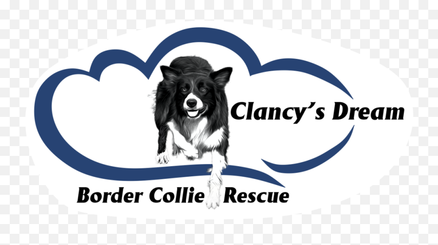 Clancys Dream - Livestock Png,Border Collie Png