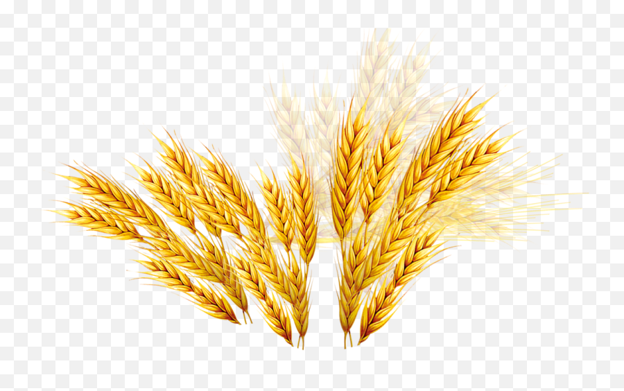 Vector Wheat Barley Picture - Vector Rice Plant Png,Barley Png