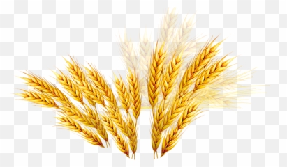 Vector Wheat Barley Picture - Vector Rice Plant Png,Barley Png
