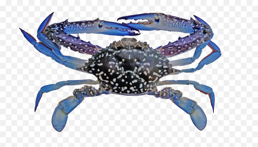 Fishery Improvement Projects - Blue Swimming Crab Indonesia Png,Blue Crab Png
