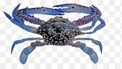 Fishery Improvement Projects - Blue Swimming Crab Indonesia Png,Blue Crab Png