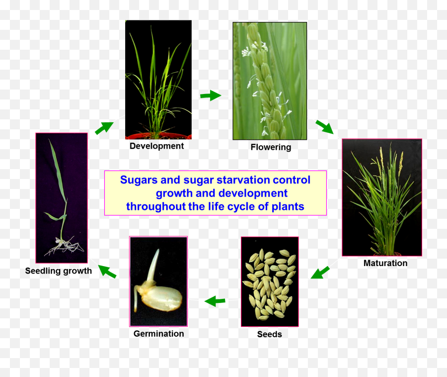 Rice Plant Png - Fig Control Mechanisms In Plants Emergent Vegetation,Plants Png