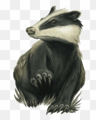 Photo - Dungeons And Dragons Badger Png,Skunk Transparent