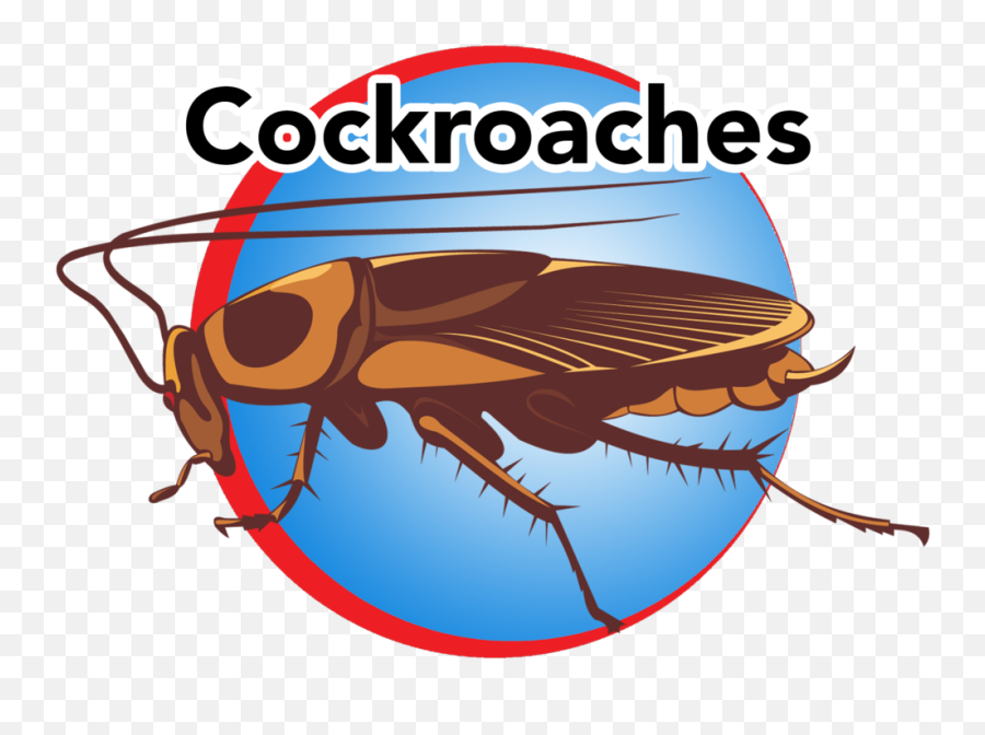Button Vector Png - Cockroach Transparent Cartoon Jingfm Cockroach,Cockroach Png