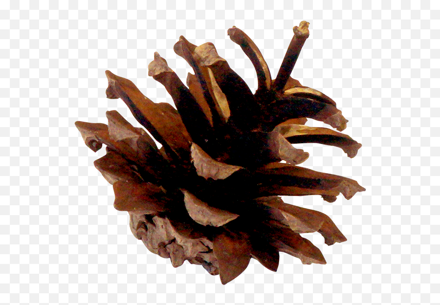 Pinecone Png - Wood Png Download Lodgepole Pine 82005 Pond Pine,Pinecone Png