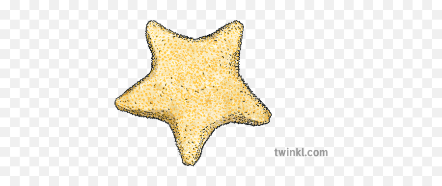 Cushion Starfish Illustration - Twinkl Dot Png,Starfish Png