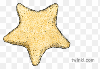 Cushion Starfish Illustration - Twinkl Dot Png,Starfish Png