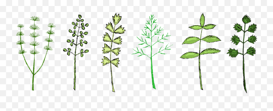 Herbs Herb Spices - Umbellifers Png,Herb Png