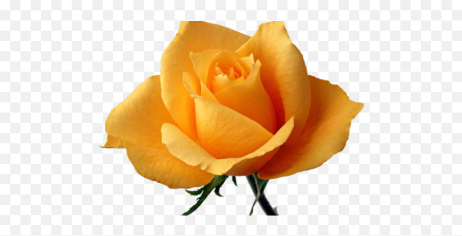 The History Of Yellow Rose Texas U2013 Christian Hospitality - Yellow Rose Of Texas Meaning Png,Yellow Roses Png