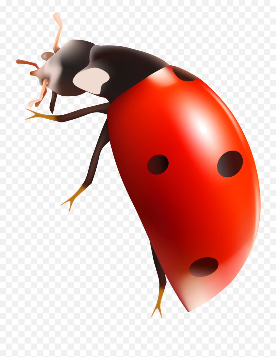 True Bug Png Hd - Lady Bug No Background,Bugs Png