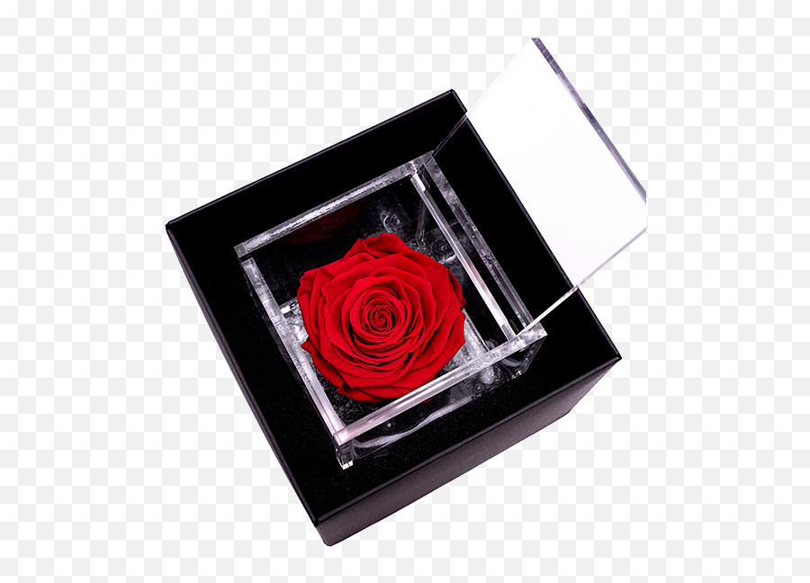 Flowercube Rosa Eterna Rossa Png Free Transparent Png Images Pngaaa Com