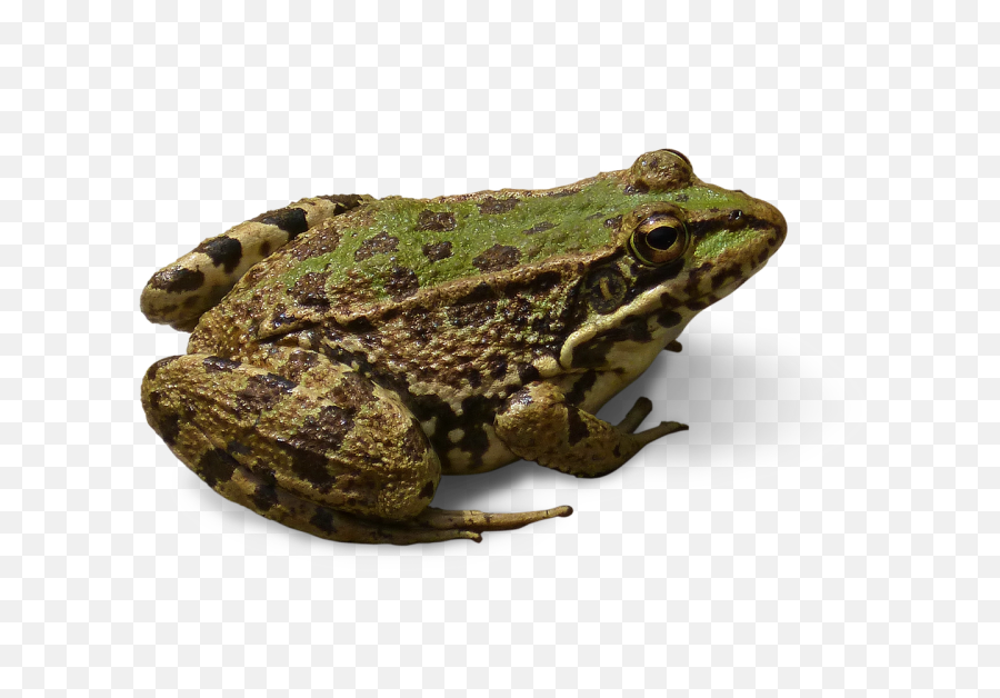 Frog Cropped Image Transparent - Frog Cropped Png,Transparent Frog