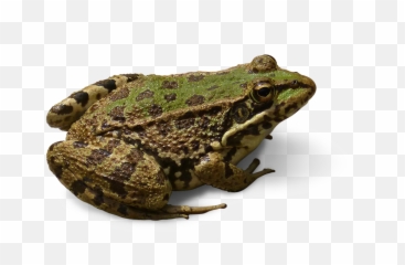 Frog Cropped Image Transparent - png