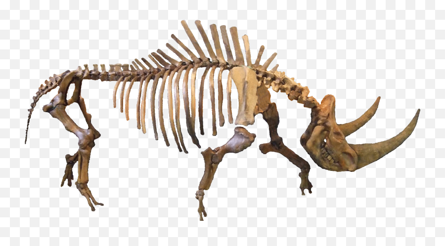 Filecoelodonta Cleanpng - Wikipedia Rhinoceros,Clean Png