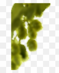 Beer - Hopleftminpng U2013 Dream Catcher Campground U0026 Lodge Macro Photography,Hops Png