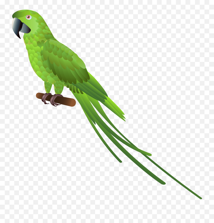Vector Parrot Background Transparent - Green Parrot Clipart Png,Parrot Transparent Background
