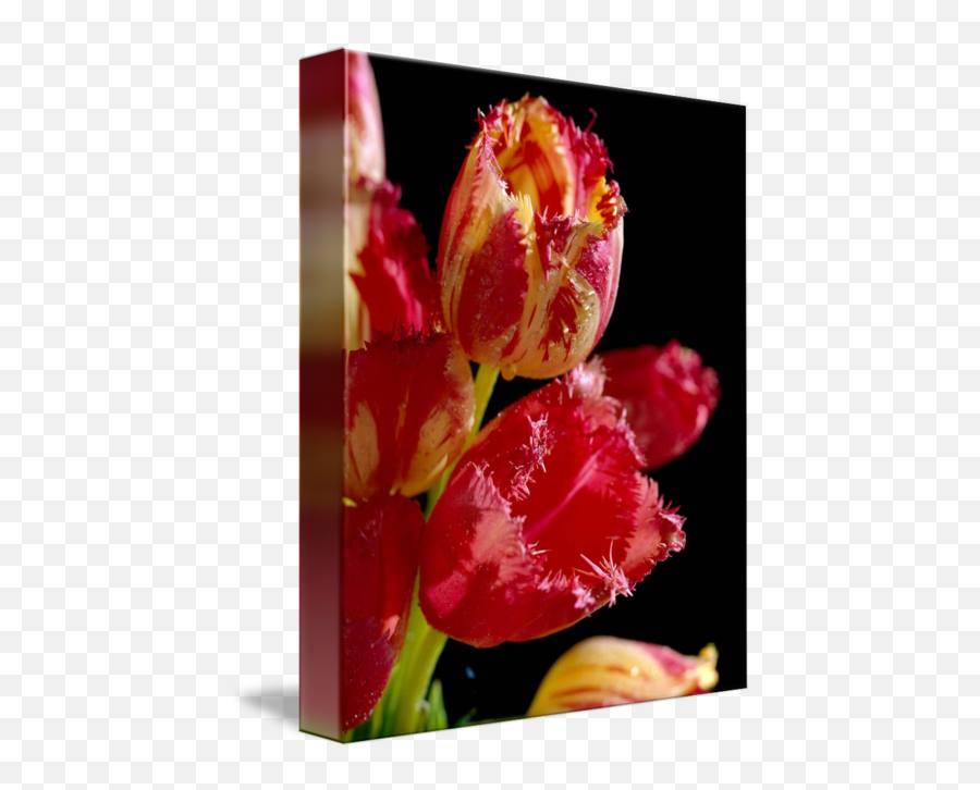 Tulips In Ball Jar By Bob Buchanan - Tulip Png,Tulip Transparent