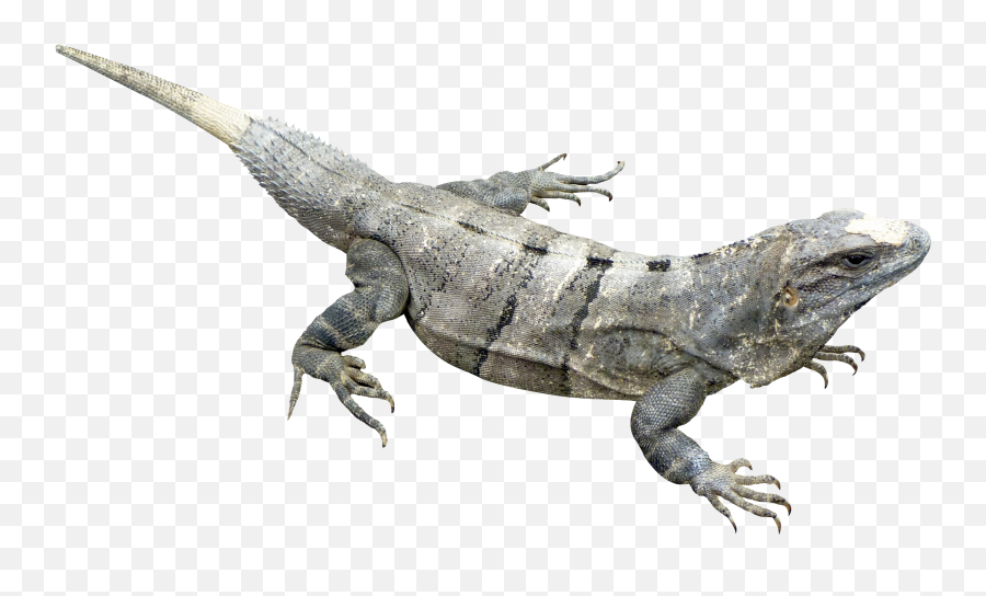 Download Iguana Png Image For Free - Iguana Png Transparent,Iguana Png