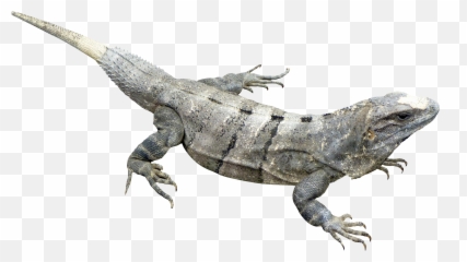 Download Iguana Png Image For Free - Iguana Png Transparent,Iguana Png