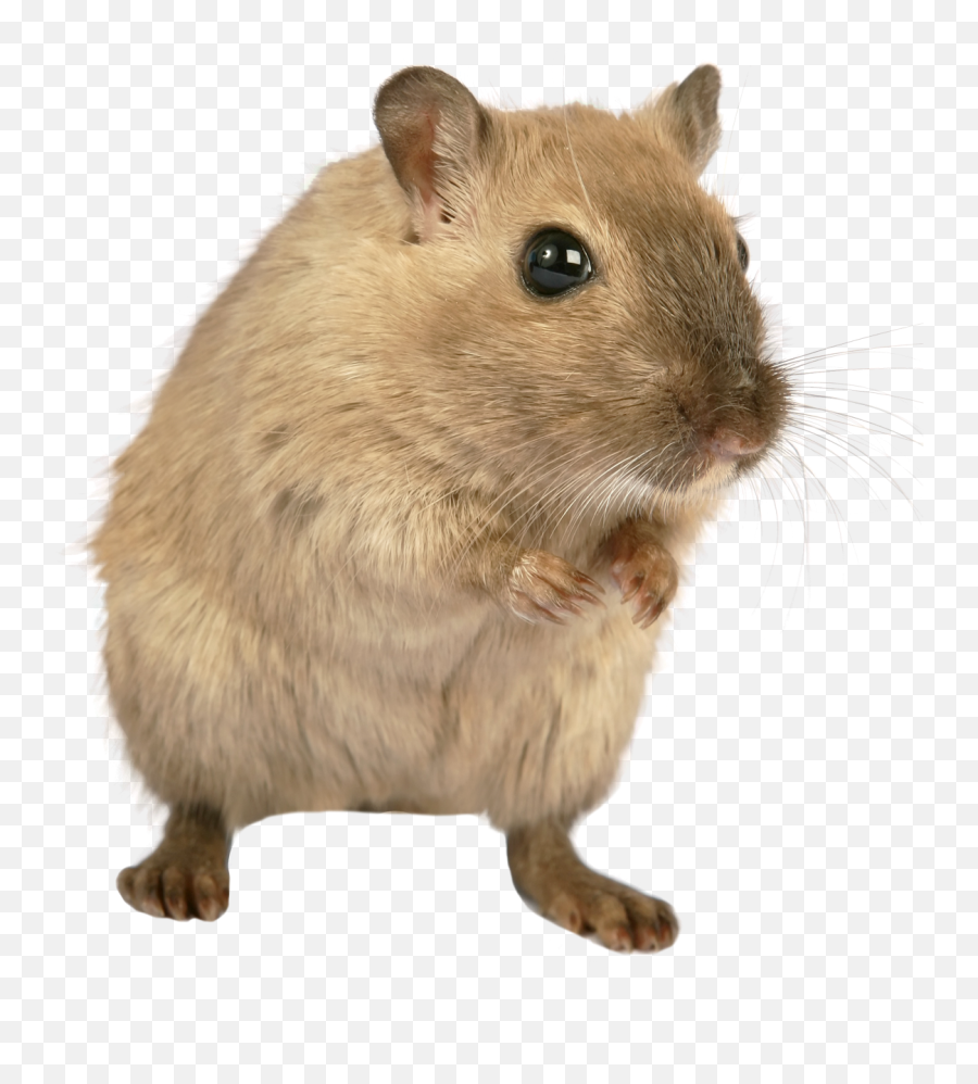 Mouse Rat Png Image - Transparent Background Rodent Rat,Rats Png
