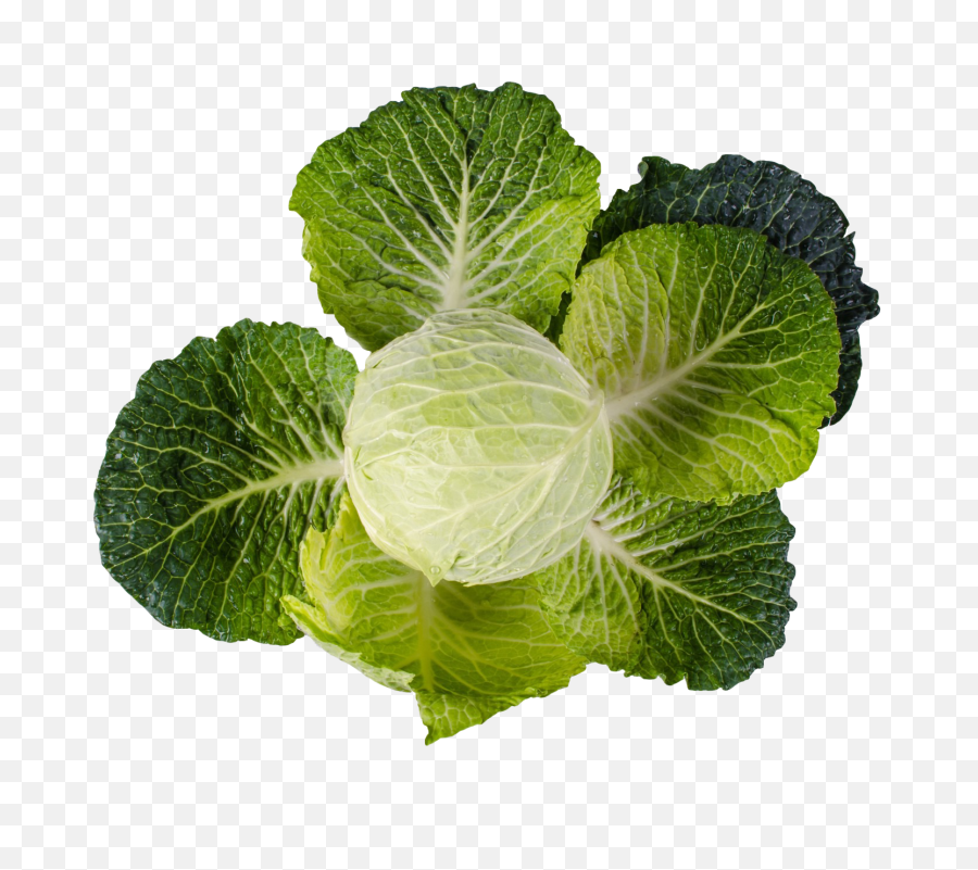 Cabbage Png Image - Vegetables Plants Png Transparent,Cabbage Png