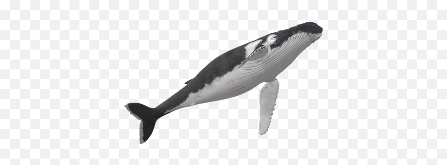 Wal Humpback Whale Animal - Free Image On Pixabay Killer Whale Png,Humpback Whale Png