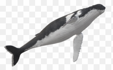 Wal Humpback Whale Animal - Free Image On Pixabay Killer Whale Png,Humpback Whale Png