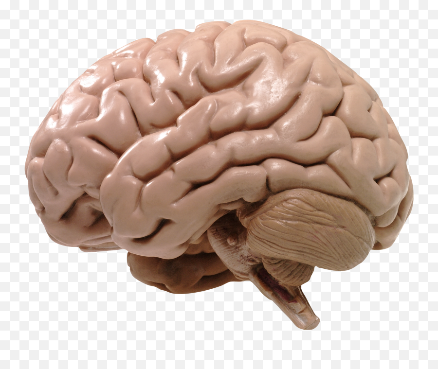 Brain Png Images Free Download Brains