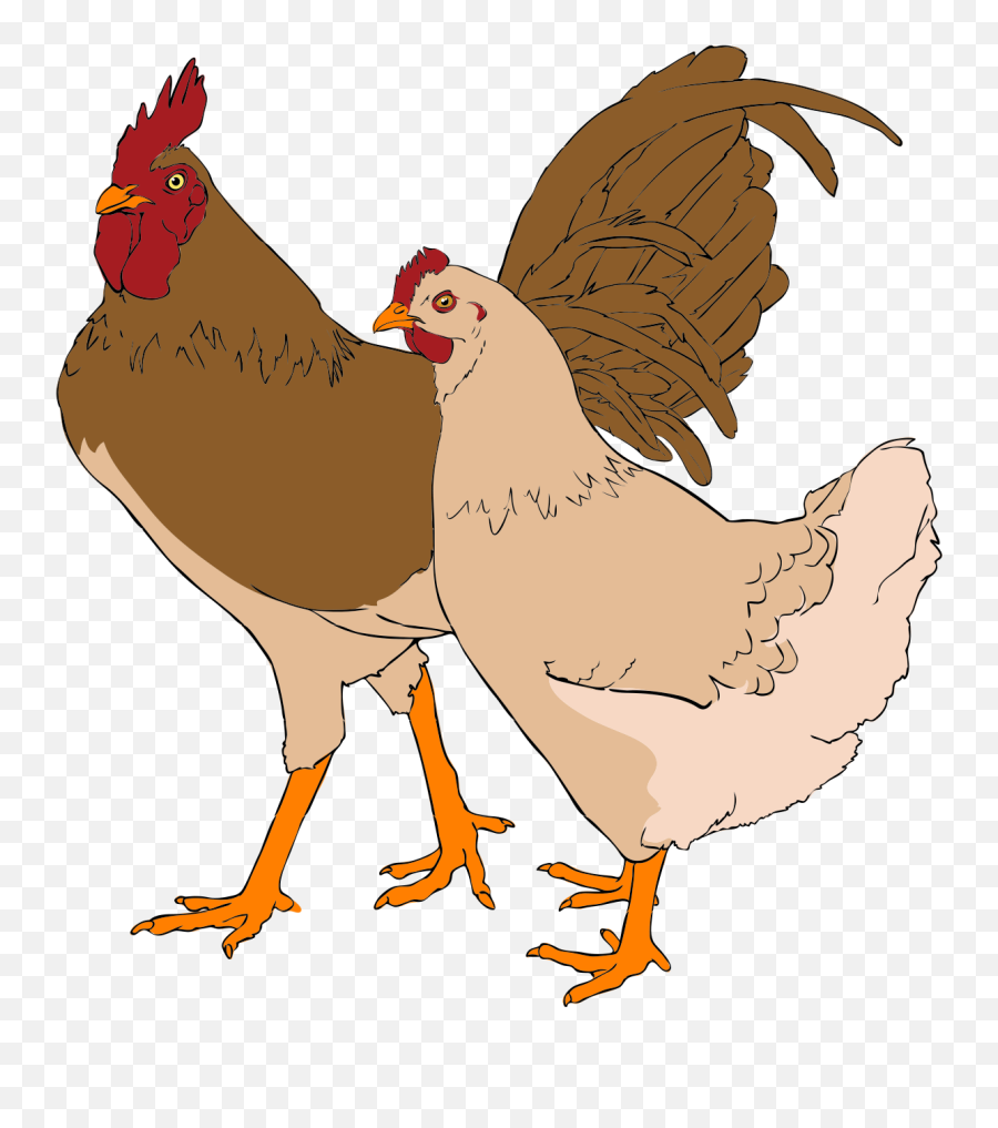 Filerooster And Hen Clipart 01svg - Wikipedia Rooster And Hen Clip Art Png,Chicken Head Png