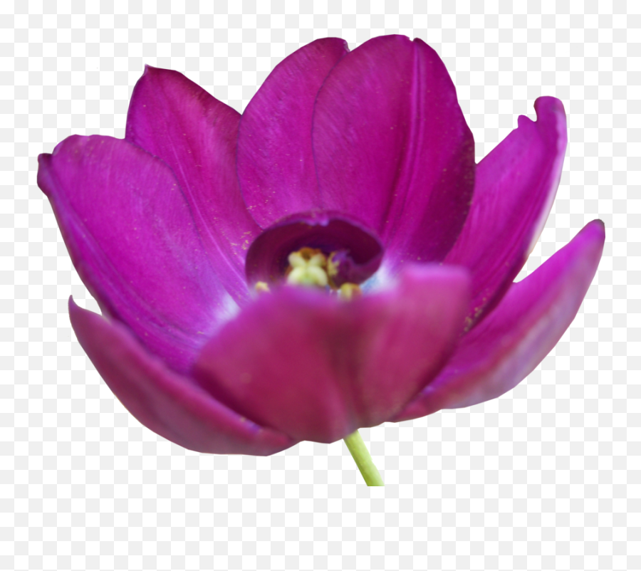 Download Tulip Png Pic - Free Transparent Png Images Icons African Daisy,Tulip Png