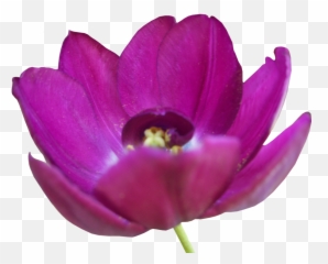 Download Tulip Png Pic - Free Transparent Png Images Icons African Daisy,Tulip Png