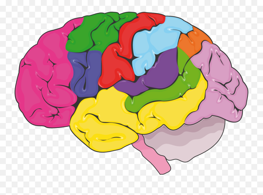 Functional Areas Of The Brain - Servier Medical Art Zones Fonctionnelles Du Cerveau Png,Brain Vector Png
