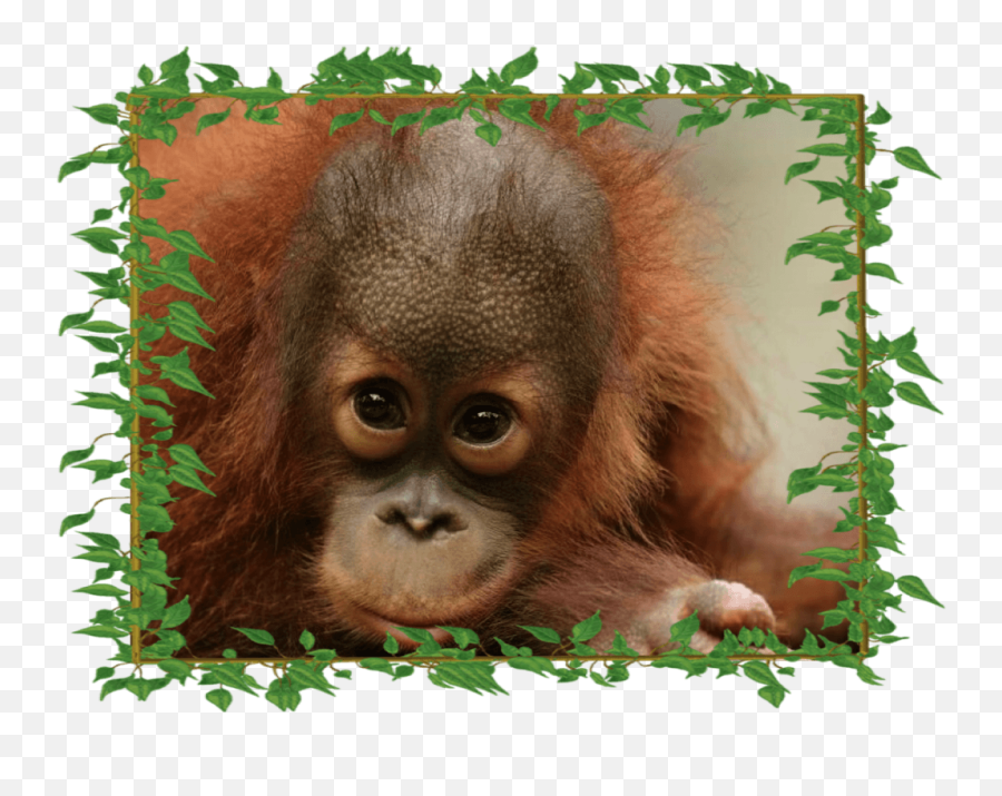 Download Hd Peanut Adorable With - Frame Peanut The Peanut The Orangutan Png,Orangutan Png