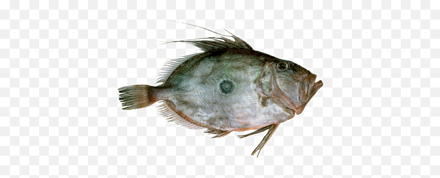 Johndory - Sole Png,Dory Png