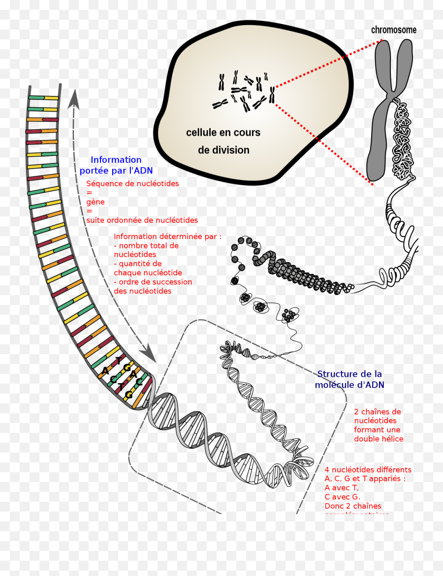 Du Chromosome À Ladn Porteur D - Nucleic Acid In The Chromosomes Png,Chromosome Png