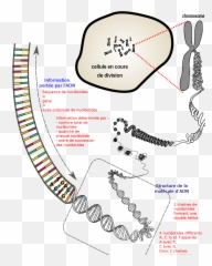 Du Chromosome À Ladn Porteur - Nucleic Acid In The Chromosomes png