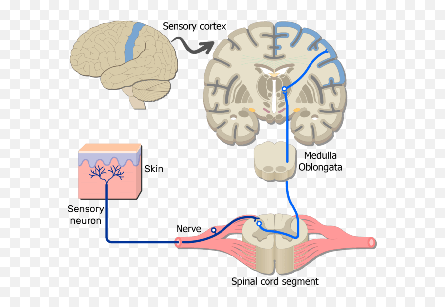 Sample Somatic Nervous System Pathways - Somatic Nervous System Location Png,Nervous System Png