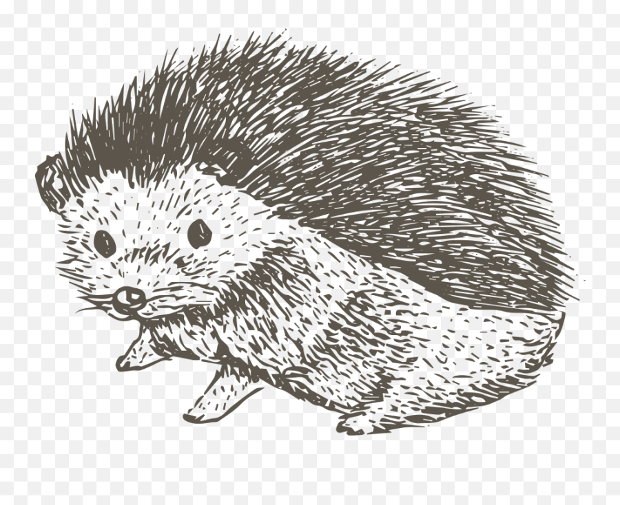 Porcupine Drawing Art Skill - Sketch Of Hedgehog Png,Porcupine Png
