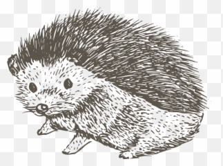 Porcupine Drawing Art Skill - Sketch Of Hedgehog Png,Porcupine Png