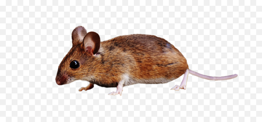 Brown Mouse Standing Png Image - Transparent Background Mice Transparent,Rat Transparent