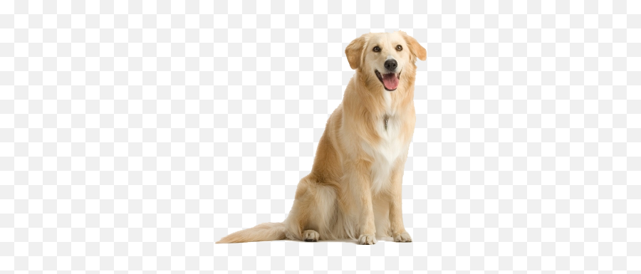 Labrador Retriever Png Images Free Download - All The Dogs In The World,Cute Dog Png