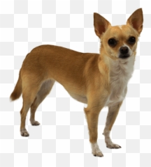 Chihuahua - Giant Wolf Stuffed Animal Png,Chihuahua Png
