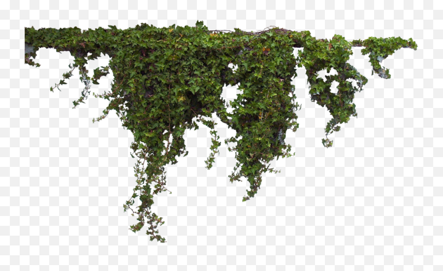 Wall Creepers Png Image - Transparent Background Vines Png,Creepers Png