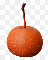 Asian Pear Fruit With Stem Png Image - Pngpix Fruit Stem,Stem Png