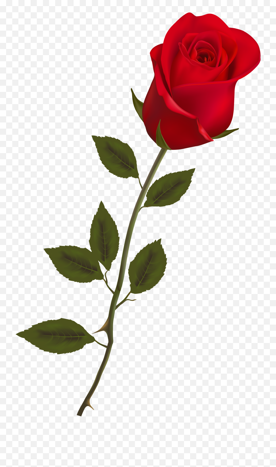 Roses Images Transparent Png Clipart - Transparent Background Rose Clipart,Real Rose Png