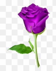 Pin - Gulab Ka Phool Png