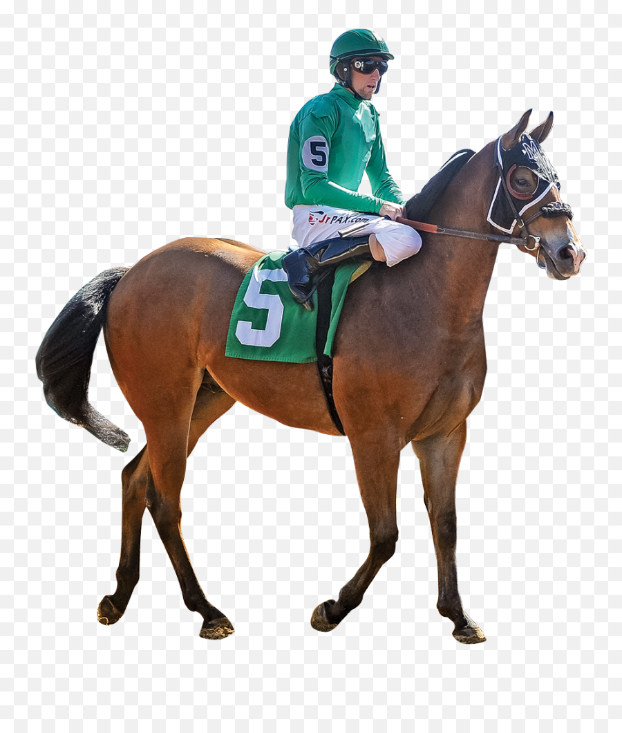 Speedhorse Magazine - Your Global Connection To Quarter Halter Png,Racehorse Icon